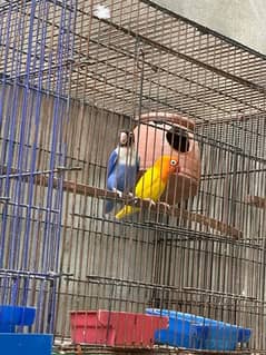 love birds breeder pair 0