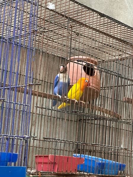 love birds breeder pair 0