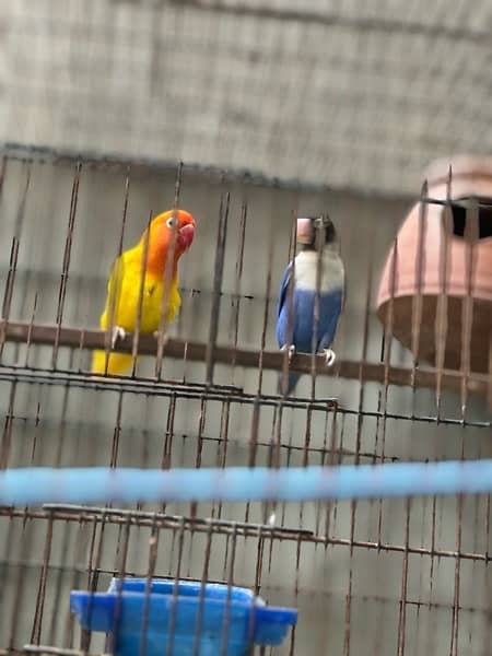 love birds breeder pair 2