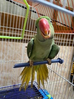 Kashmiri raw parrot PAHARI phatta 7 month old with cage