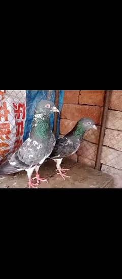 pigeon