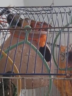 beautiful colourful finches breeder pair 03332078221