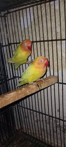 Lutino Personata Red Eye Breeder Pair For Sale. 3