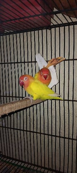 Lutino Personata Red Eye Breeder Pair For Sale. 5