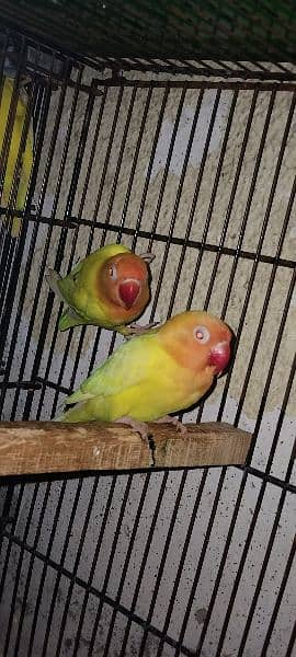 Lutino Personata Red Eye Breeder Pair For Sale. 6