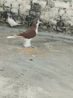 Lahore sherazi pigeon