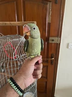 raw parrot