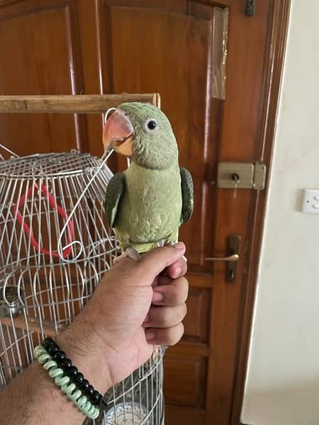 raw parrot 0