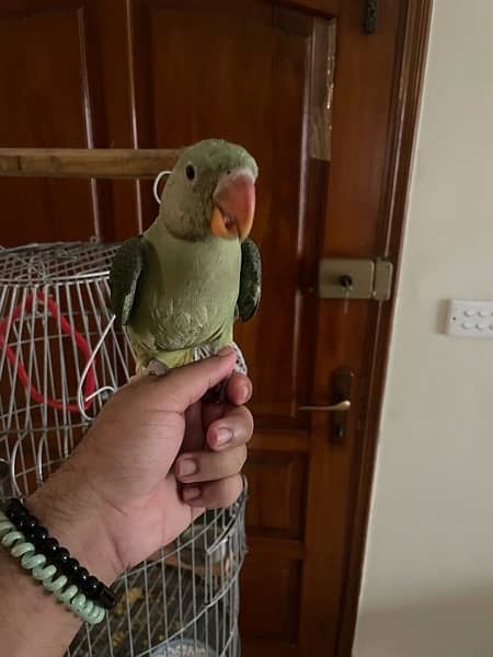 raw parrot 1