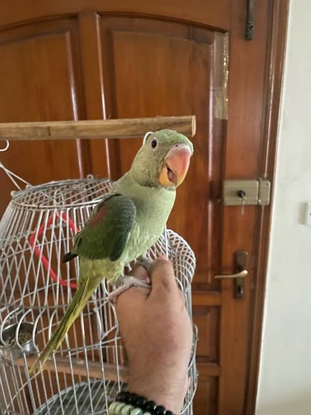 raw parrot 4