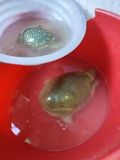 Indian soft shell turtle for sale