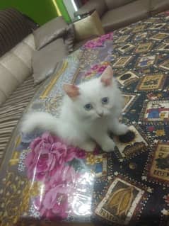 Persian Kitten blue eyes 0