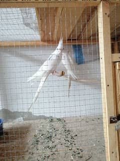 red eye eno cocktail white breader pair for sale