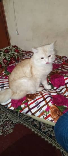 Pure Persian male cat for sale 0