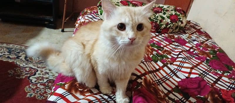 Pure Persian male cat for sale 1