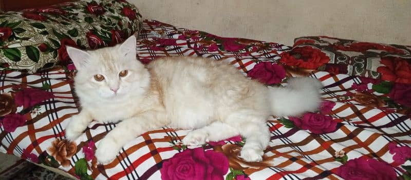 Pure Persian male cat for sale 2