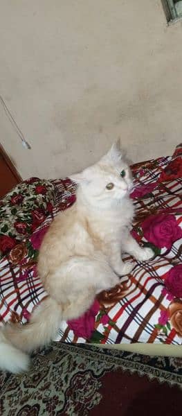 Pure Persian male cat for sale 3