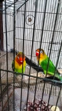 Love Birds