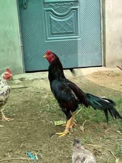 Aseel mianwali hens | aseel chicks | aseel | murgha | chicks