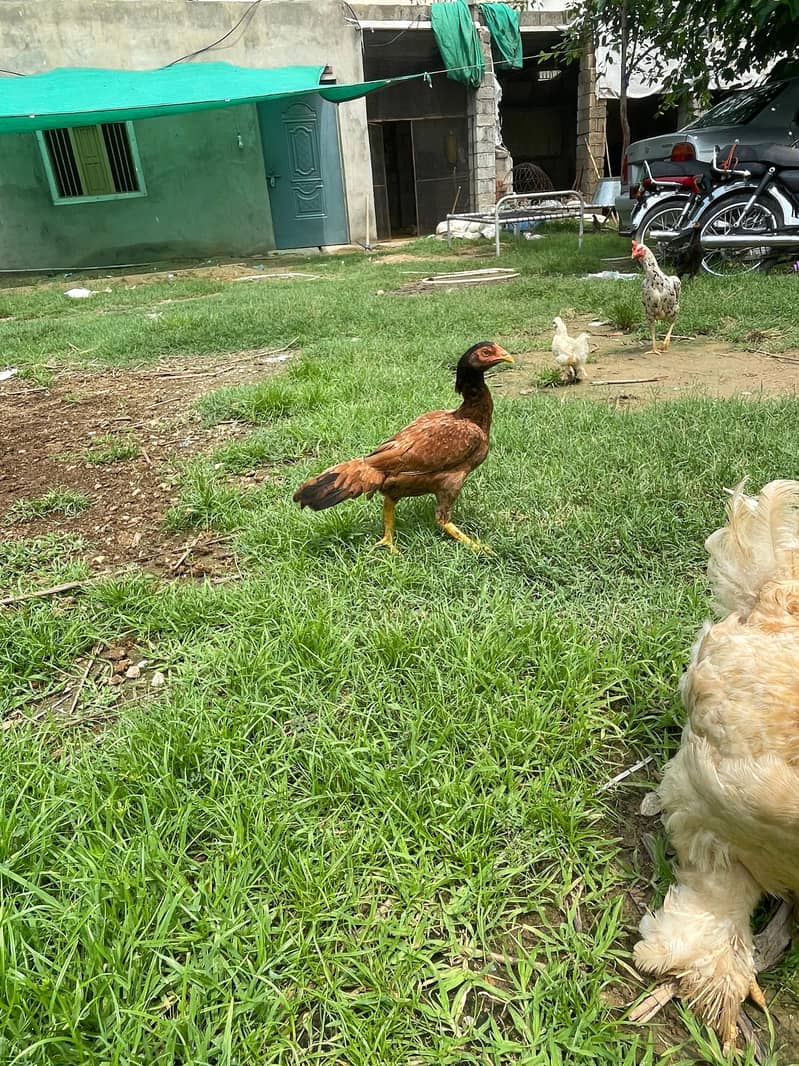 Aseel mianwali hens | aseel chicks | aseel | murgha | chicks 2