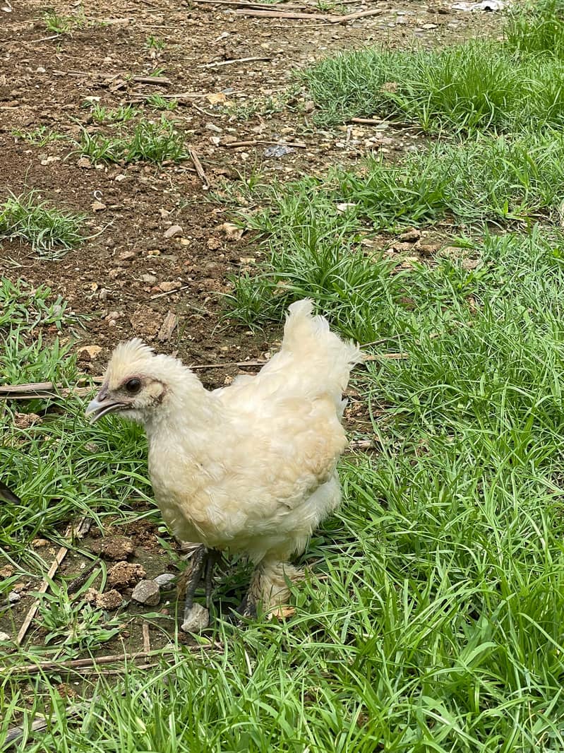 Aseel mianwali hens | aseel chicks | aseel | murgha | chicks 3