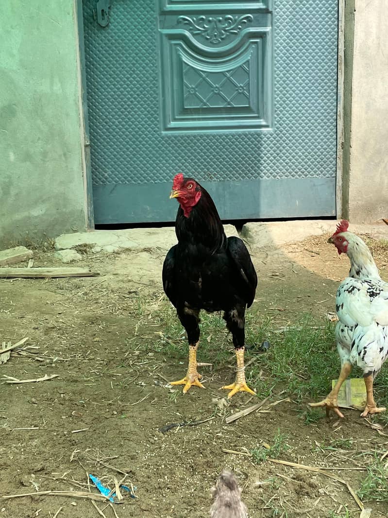 Aseel mianwali hens | aseel chicks | aseel | murgha | chicks 14