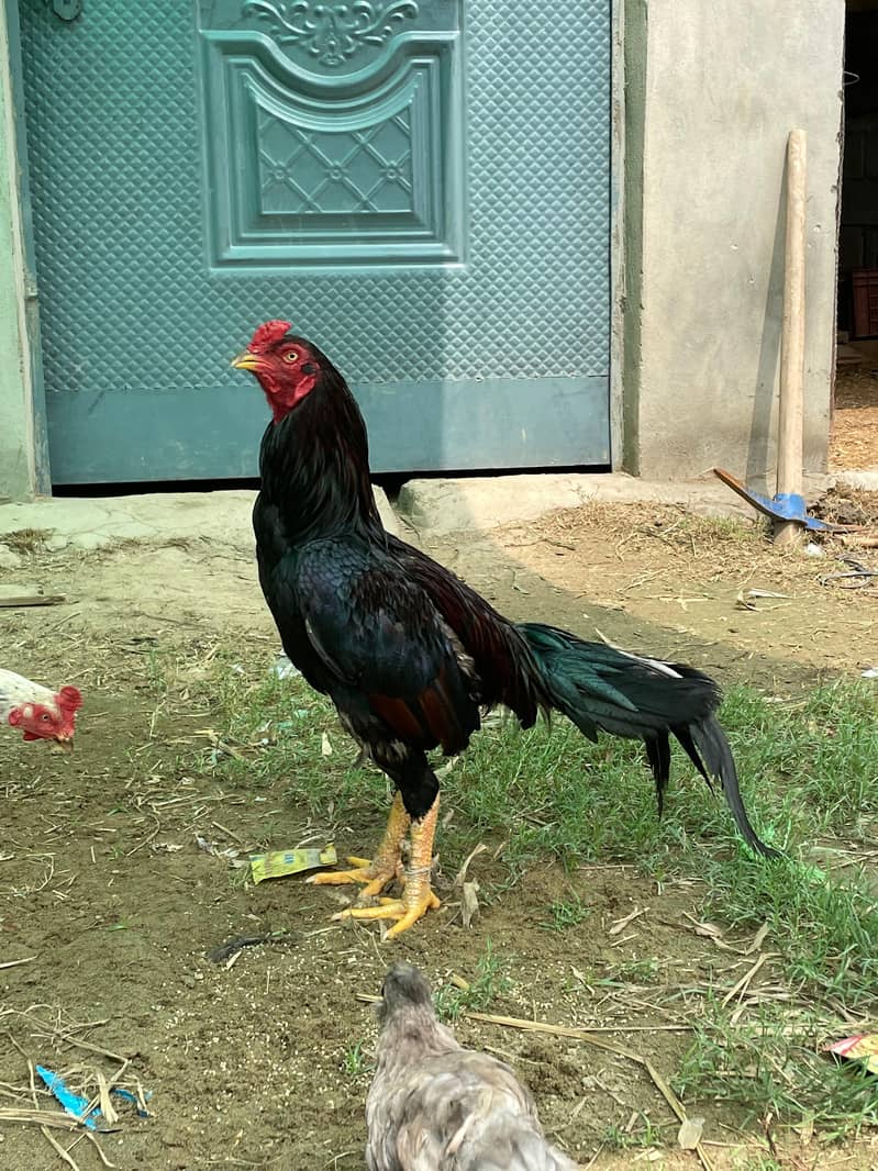 Aseel mianwali hens | aseel chicks | aseel | murgha | chicks 18