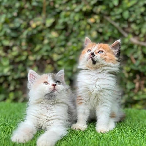 Persian kittens available 1