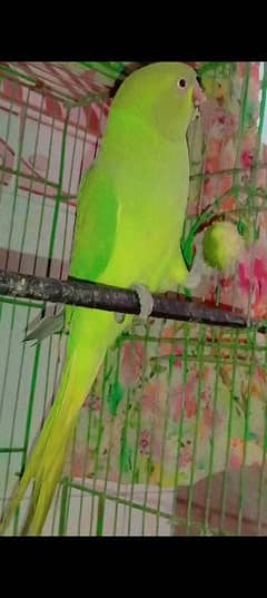 bolny wala tuta parrot for sale