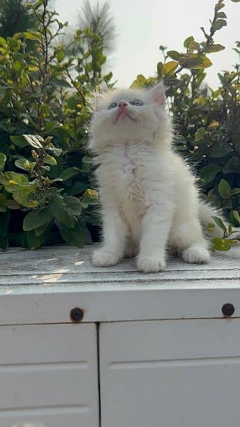 Persian kittens available 3