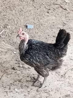 desi hen