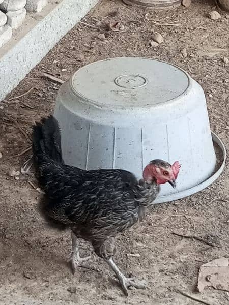 desi hen 2