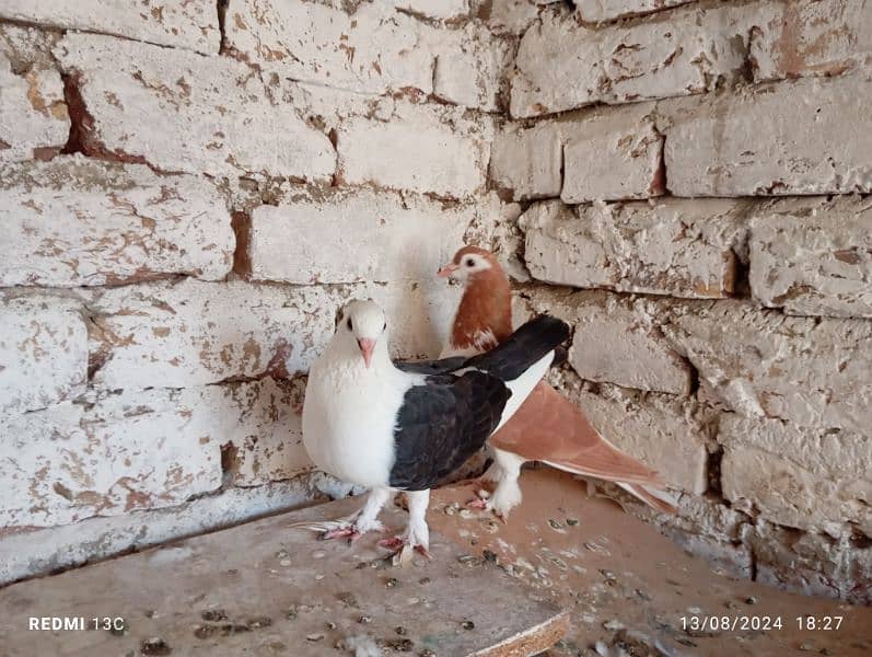 fancy pigeons 0