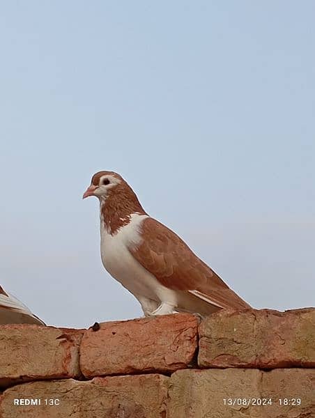 fancy pigeons 1