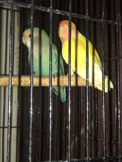 birds for sale with kije