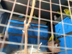 10 piece budgie parrot for sale on breeding