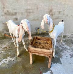 Rajhanpuri Bakrey Female For Sale