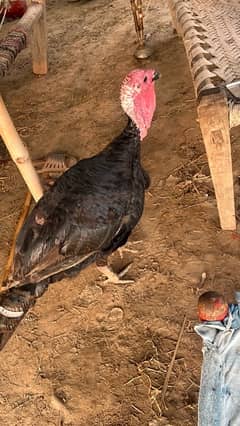 Turkey male bird for sale