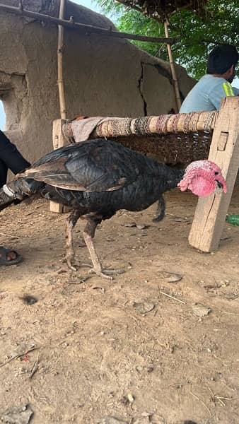 Turkey male bird for sale 1