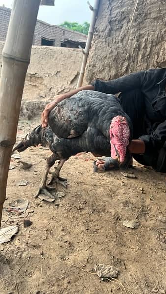 Turkey male bird for sale 2