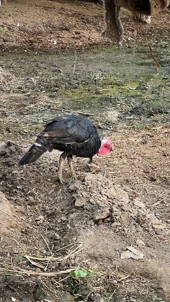 Turkey male bird for sale 3