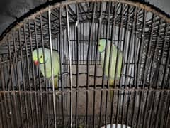 Male parrots