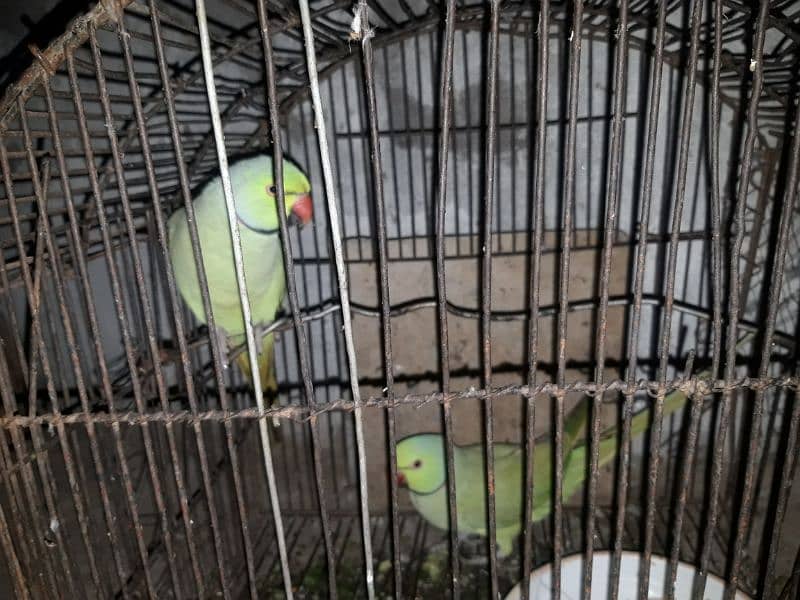 Male parrots 1