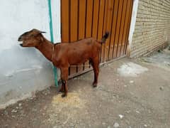 Goat for sale