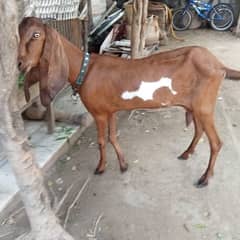 Desi bakri for sale