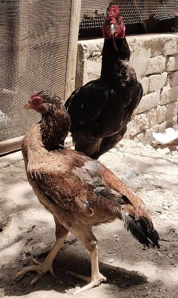 aseel patha or hen - Hens - 1091425756