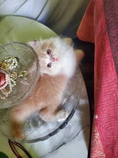 Persian punch face kitten