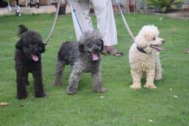 toy poodles available for new home