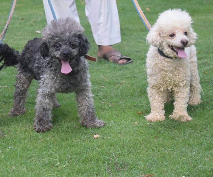 toy poodles available for new home 2