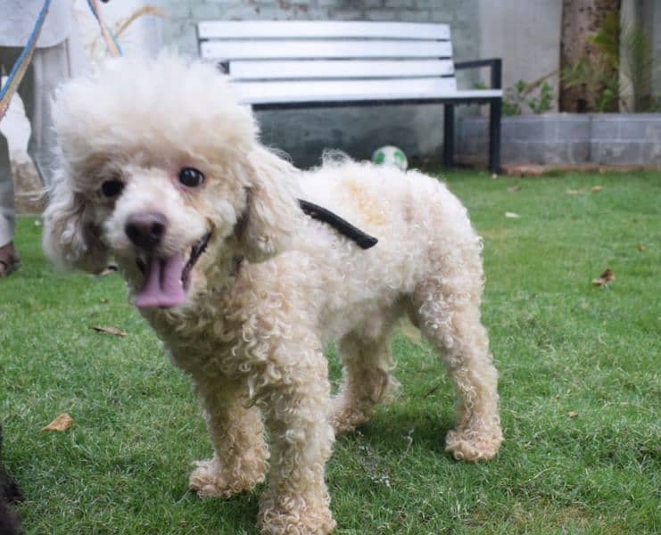 toy poodles available for new home 3